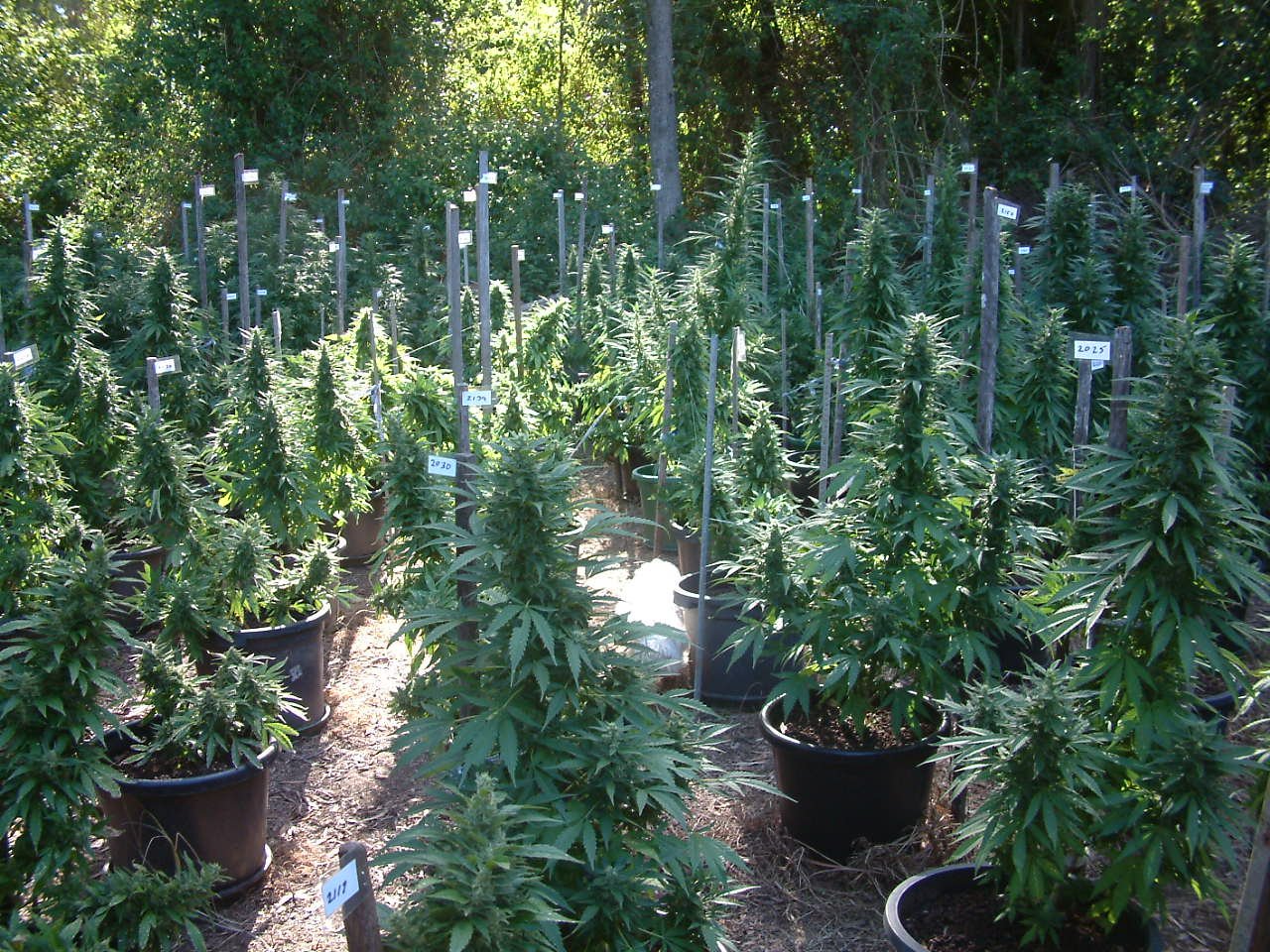 Fair Work Commission rejects cannabis research dismissal claim